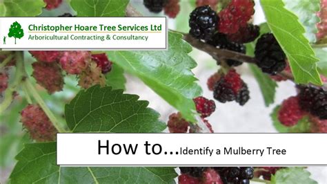 how to identify a mulberry.